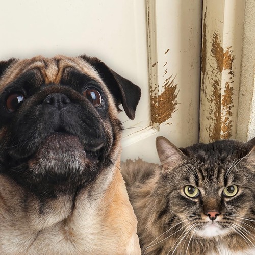 Petproof scratchresistant door - petproof,